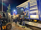 Maschendrahtzaun wird mit Hilfe des Gabelstaplers auf den LKW geladen. Quelle: THW/ Marco Schulze