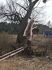 Mit der Seilwinde des Gerätekraftwagens wird der beschädigte Baum angezogen... Quelle: THW/ Christian Michaelis
