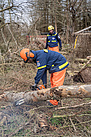 Auf dem Gelände der ehemaligen Baumschule sind einige Bäume beim letzten Sturm umgestürzt, die Helfer aus Treptow-Köpenick zerkleinern sie mit ihren Motorsägen. Quelle: THW/ Anja Villwock