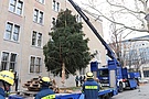 Der Weihnachtbaum hängt austariert am Haken. Quelle: THW/Joachim Schwemmer
