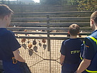 Hühner, Schweine, Schafe - die Kinder genießen den Ausflug ins Grüne. Quelle: THW/Yannic Winkler