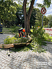 Im Rahmen einer Feuerwehrbereitschaft entfernen THW-Einsatzkräfte einen Ast, der eine Gefährdung darstellt. Quelle: THW/ Yannic Winkler 