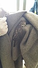 Der kleine Wildvogel konnte wegen einer Verletzung am Flügel nicht mehr fliegen. Quelle: THW/ Christian Michaelis