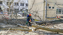 Ein Baum wurde durch einen geplatztes Wasserrohr unterspült und musste von den THW-Einsatzkräften gefällt werden. Quelle: THW/ Heiko Radde