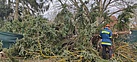 Viele Nadelbäume wurden vom Sturm umgeweht. Die THW'ler beseitigen sie. Quelle: Heiko Radde