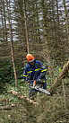 Mehr als 40 kleinere und größere Bäume konnten die Helfenden fachgerecht niederlegen. Quelle THW/ Yannic Winkler