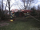 Ein mehrstämmiger Baum musste gefällt werden, da einer der Stämme während des Sturms umkippte. Foto: THW/ Sven Ortlepp